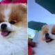 Pomeranian Named 'Personal Flycatcher'