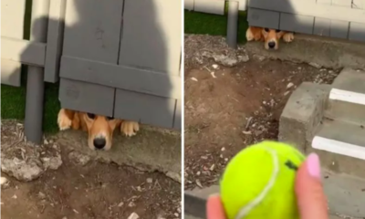 Dog Begging for Ball Through Fence