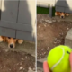 Dog Begging for Ball Through Fence