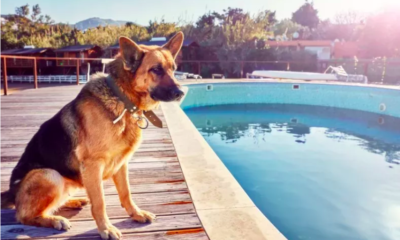 Dog's Dramatic Reaction to Swimming Ban