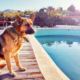 Dog's Dramatic Reaction to Swimming Ban