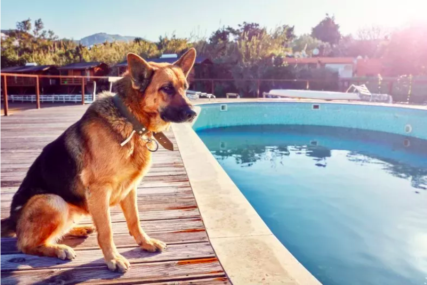 dog's dramatic reaction to swimming ban