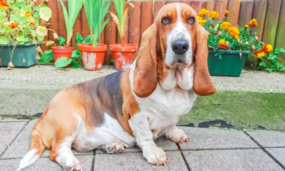 Spoiled Dog Refusing to Leave Grandma's House