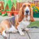 Spoiled Dog Refusing to Leave Grandma's House