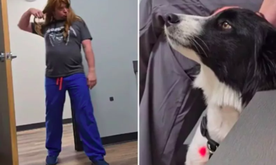 Vet Wears Wig to Calm Fearful Dog