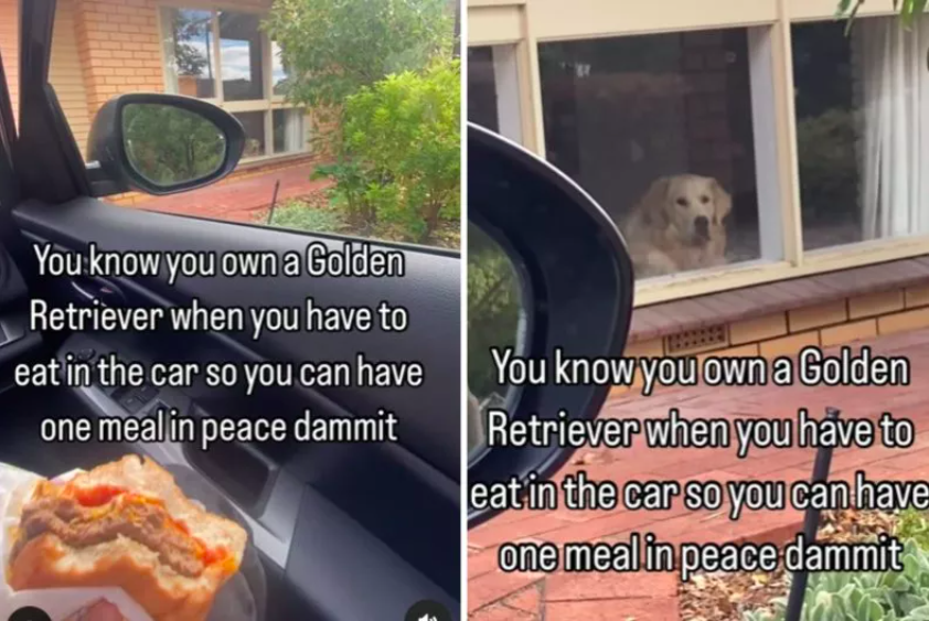 owner forced to eat in car due to hilarious doggy dilemma