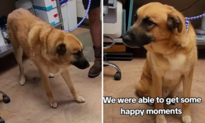 Dog 'Confused' After Being Surrendered