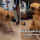 Dog 'Confused' After Being Surrendered