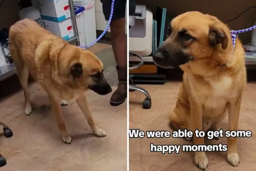 dog 'confused' after being surrendered