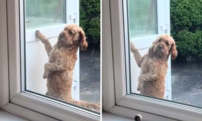 Dog Knocks on Door Like a Human