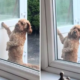 Dog Knocks on Door Like a Human