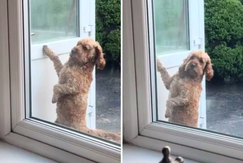 dog knocks on door like a human
