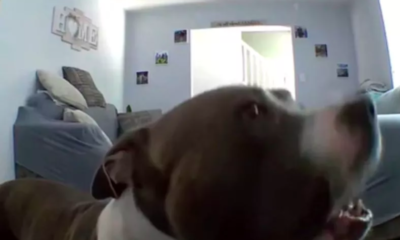 Lonely Dog Uses Pet Cam to Plead for Parents