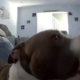 Lonely Dog Uses Pet Cam to Plead for Parents