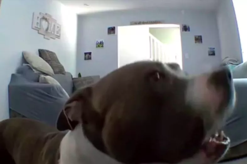 lonely dog uses pet cam to plead for parents