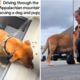 Woman Rescues 'Stressed' Dog and Puppies