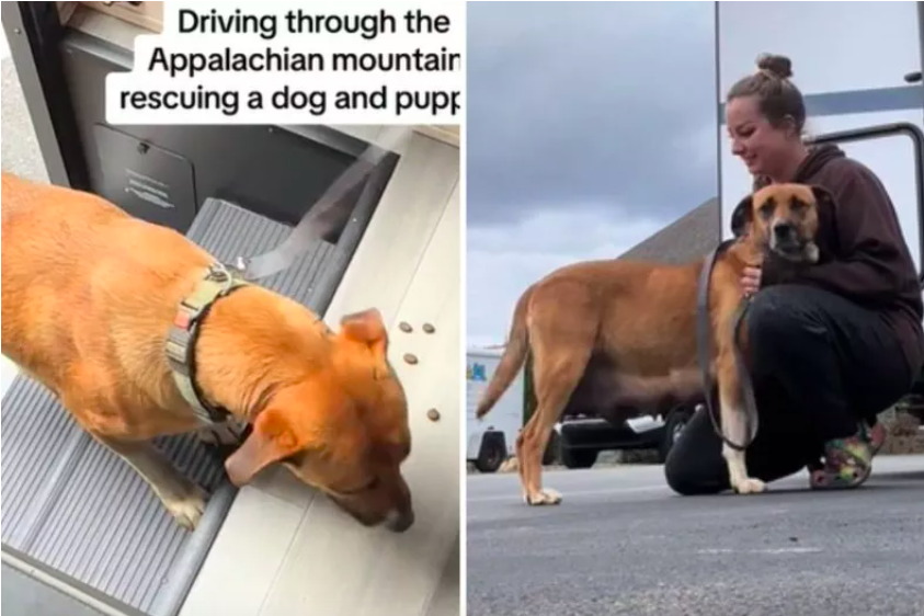 woman rescues 'stressed' dog and puppies