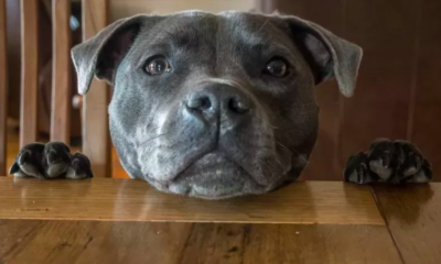 Dog's Heartwarming Morning Gesture to Owner