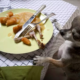 Dog's Love for Food