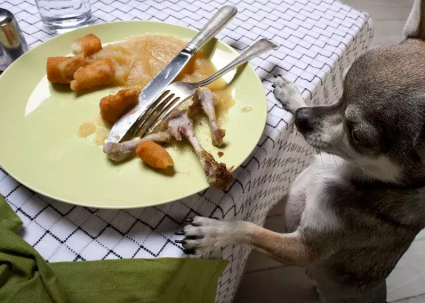 Dog's Love for Food