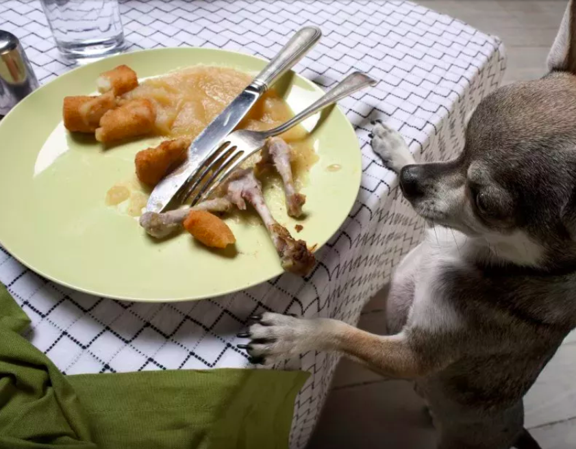 dog's love for food