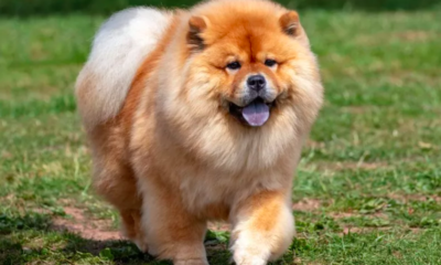 Chow Chow's Hilarious Dislike for Neighbor's