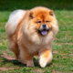 Chow Chow's Hilarious Dislike for Neighbor's