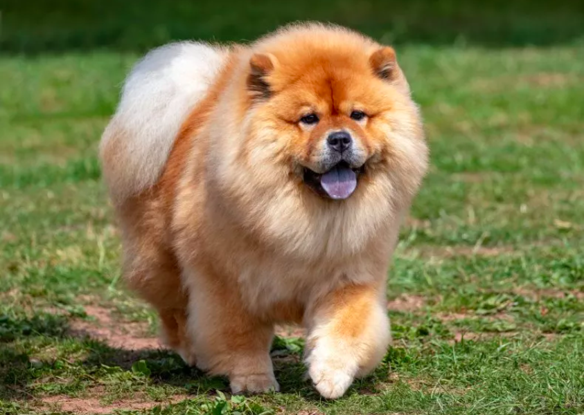 Chow Chow's Hilarious Dislike for Neighbor's