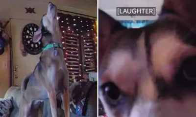 Rescue Dog's Emotional Response When Owner Leaves