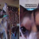 Rescue Dog's Emotional Response When Owner Leaves