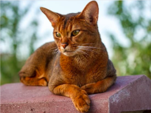 abyssinian cats