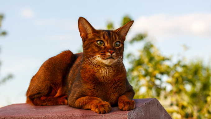 abyssinian cats