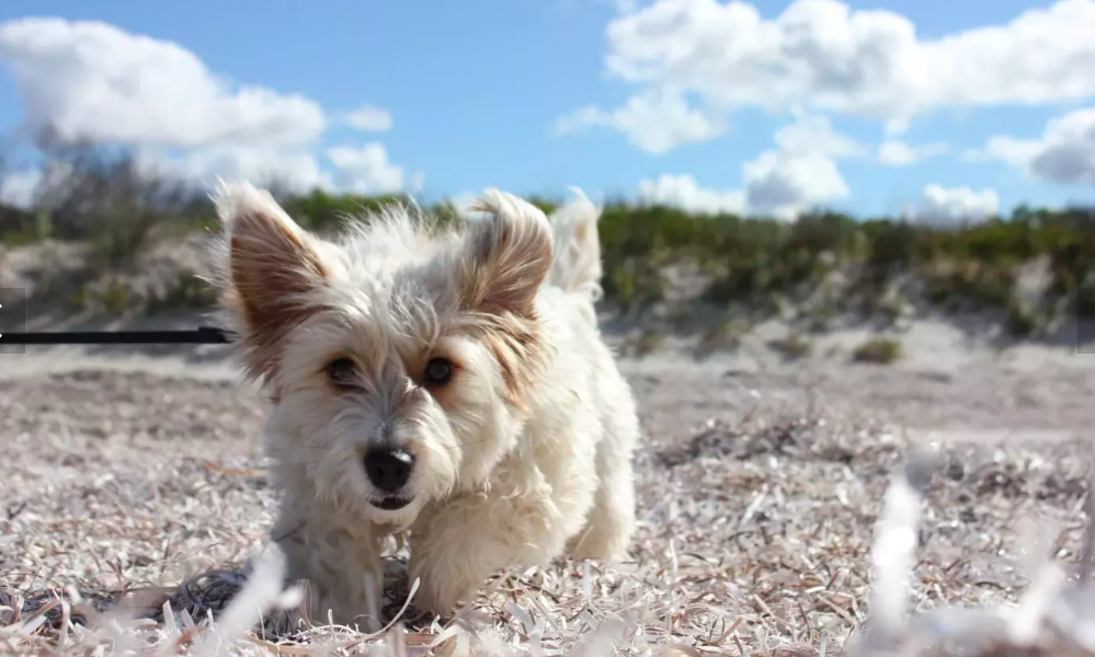 Woman Tries to Groom Fluffy Dog Herself