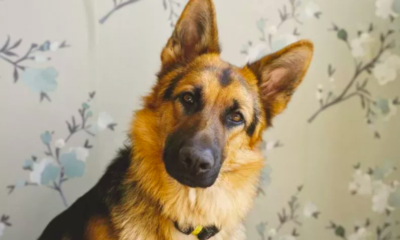 Senior Dog Regularly Checks on Owner