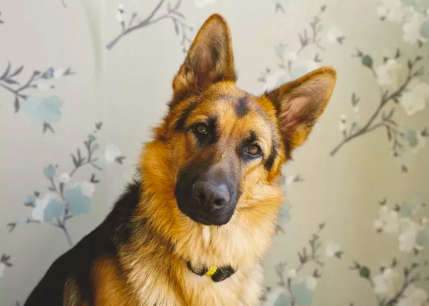 Senior Dog Regularly Checks on Owner