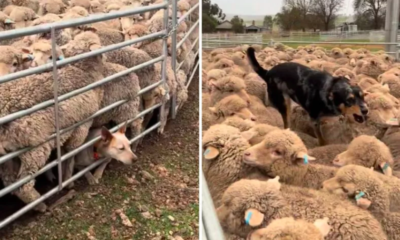 Attempt to Help Working Dogs Herd Sheep