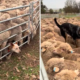 Attempt to Help Working Dogs Herd Sheep