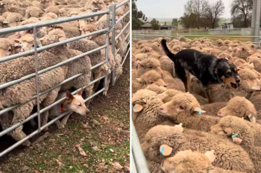 Attempt to Help Working Dogs Herd Sheep