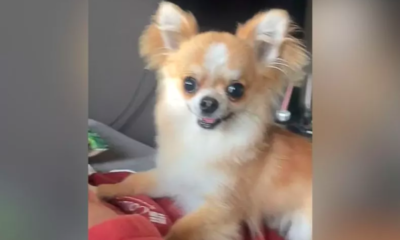 Chihuahua's Joyful Explosion