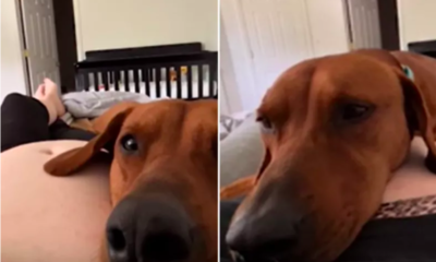 Dog's Reaction to Feeling Unborn Baby