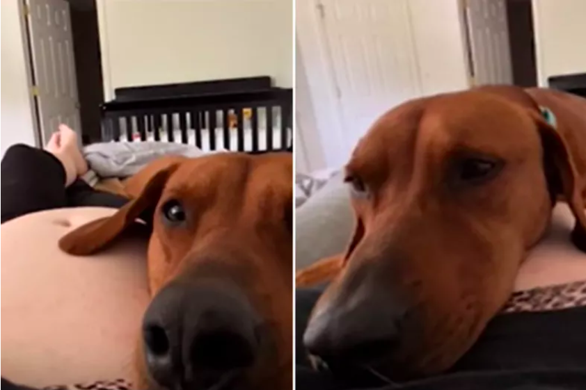 dog's reaction to feeling unborn baby