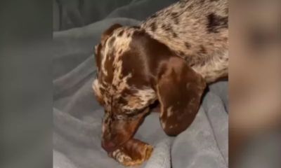 Dachshund Puppy Who 'Isn't Hungry' Hides Bone