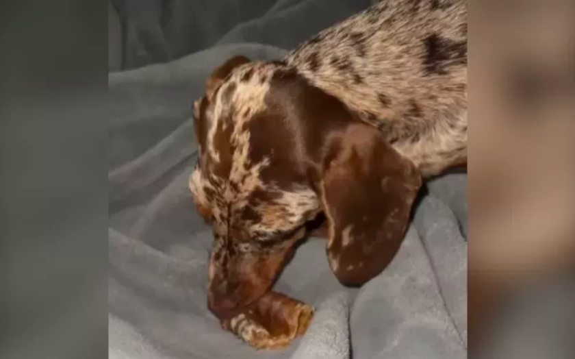 dachshund puppy who 'isn't hungry' hides bone