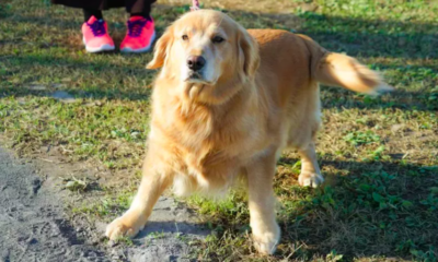 Dog's Hilarious Refusal to Leave Found Food