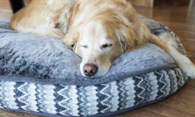 Golden Retriever's Sudden Change in Behavior