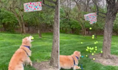 golden retriever's joy with piñata