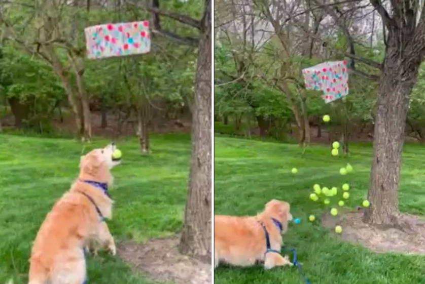 Golden Retriever's Joy with Piñata