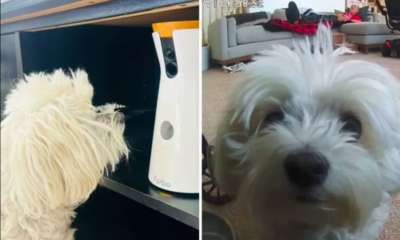 Dogs Using Pet Cams to Communicate