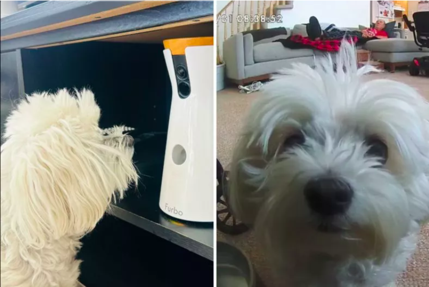 dogs using pet cams to communicate