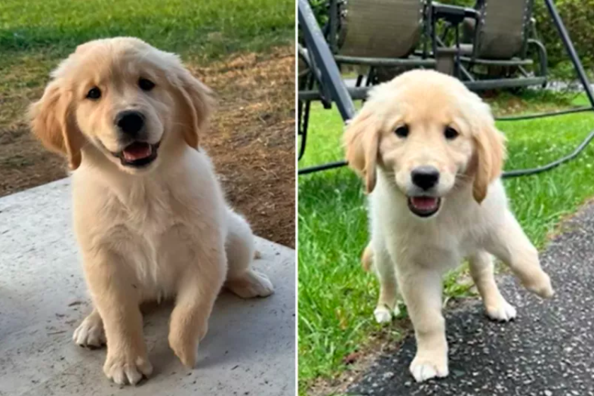 Puppy Born With Claw Foot Finds a Loving Home